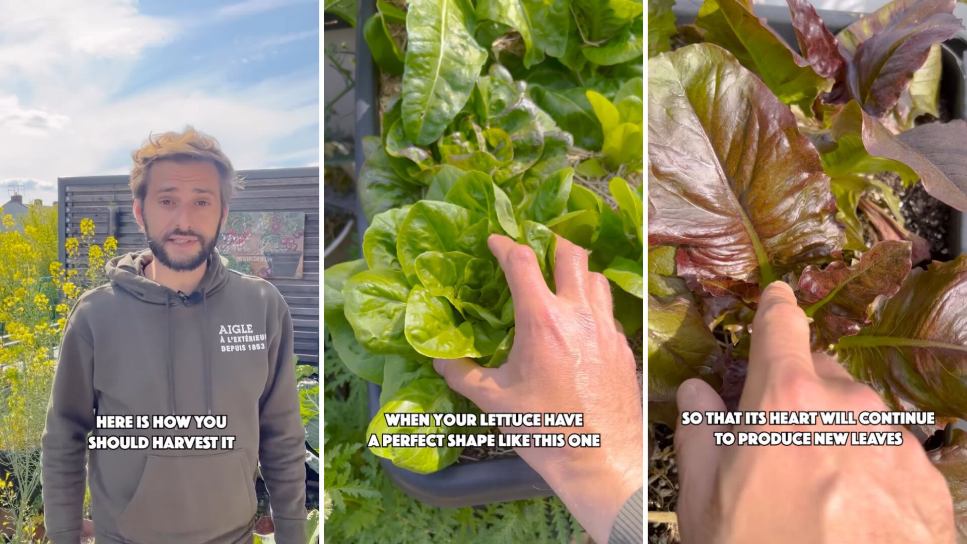 Best way to keep a head of lettuce growing