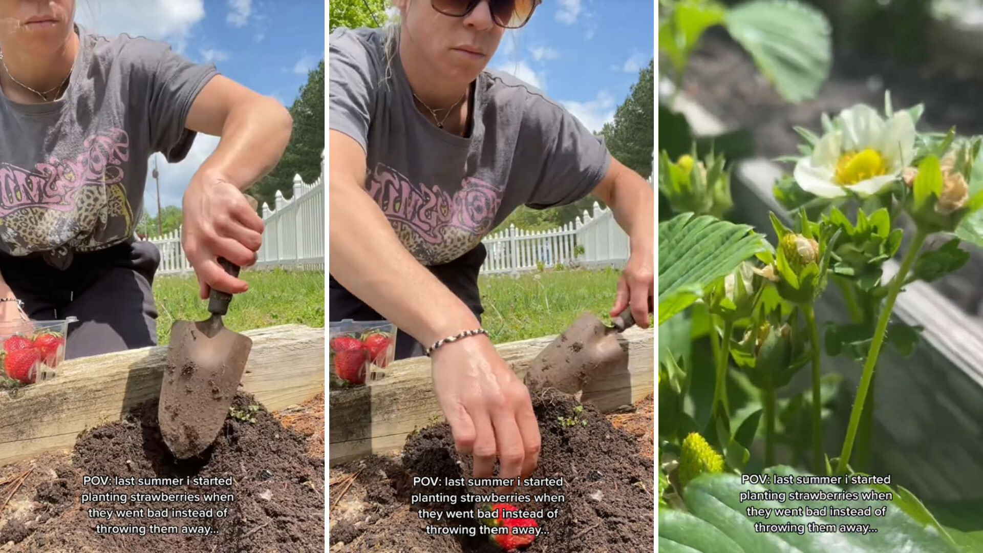 Gardener Reveals Why You Should Never Throw Away Store Bought Strawberries   KdzGQGLfunDt 