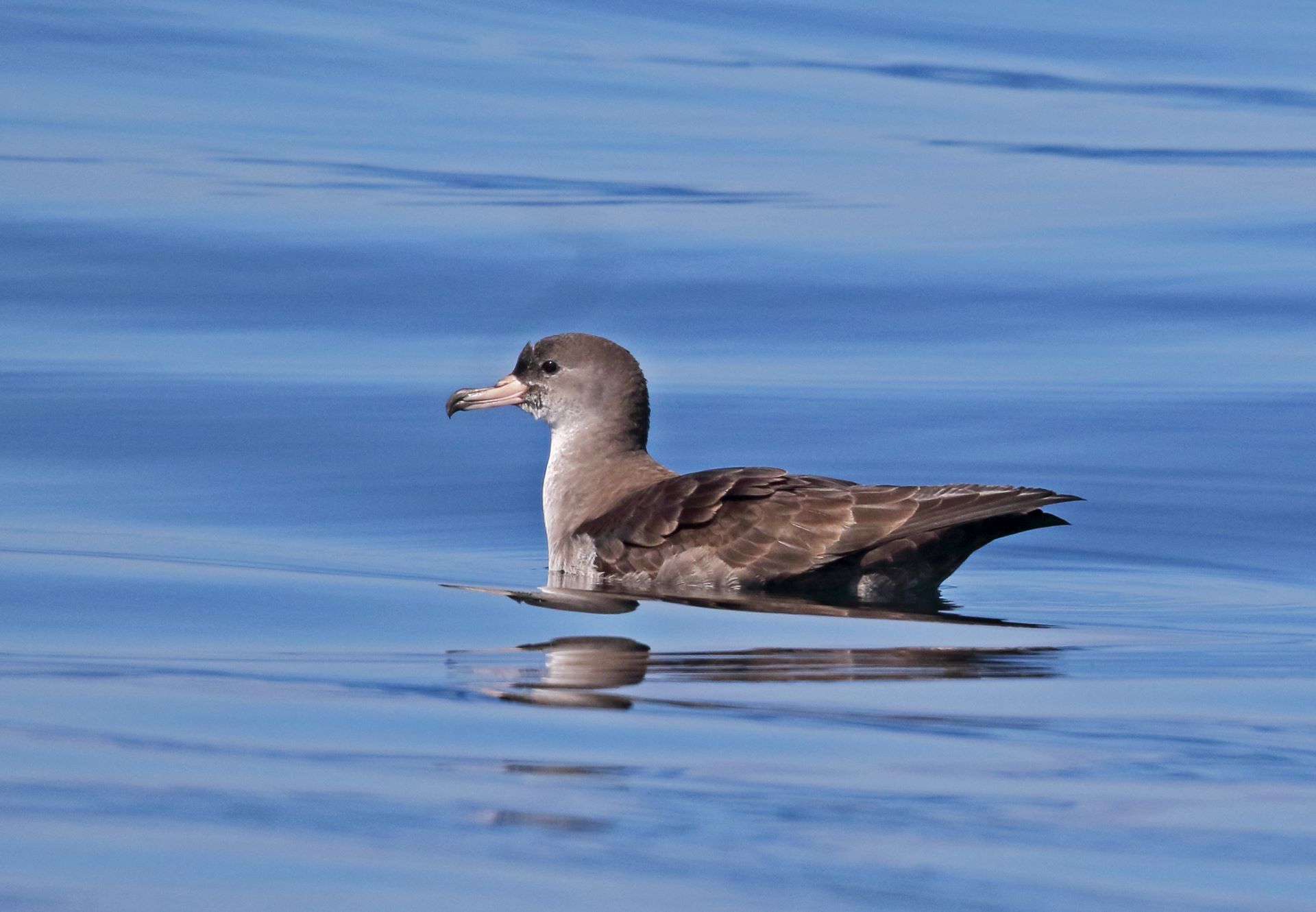 shearwater