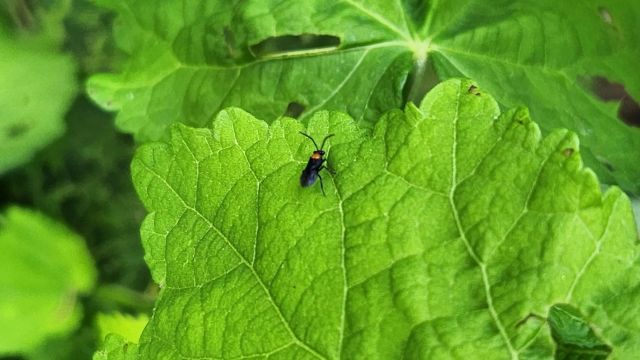 Hibiscus sawfly