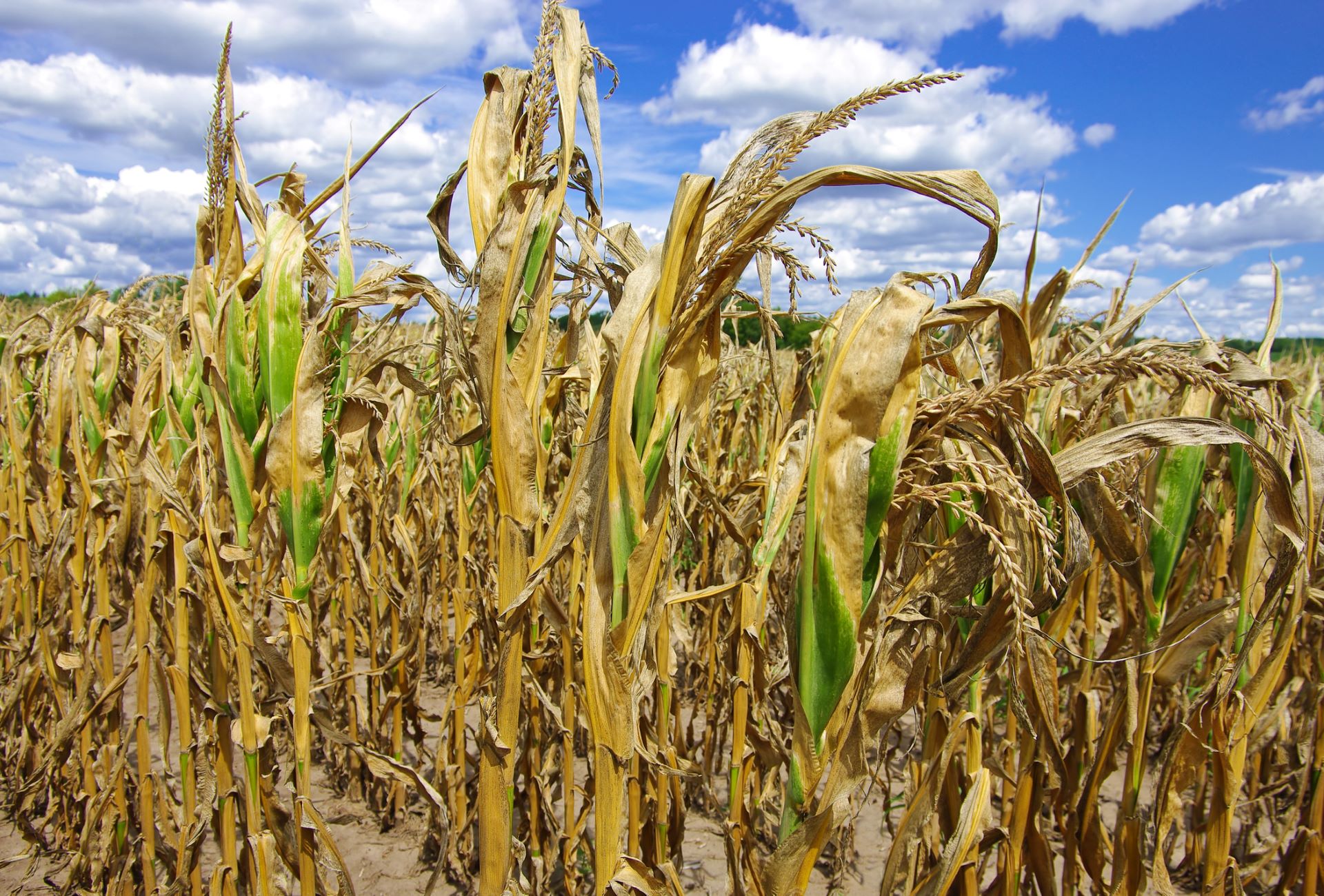 Dwindling ogallala aquifer could threaten texas agricultural industry