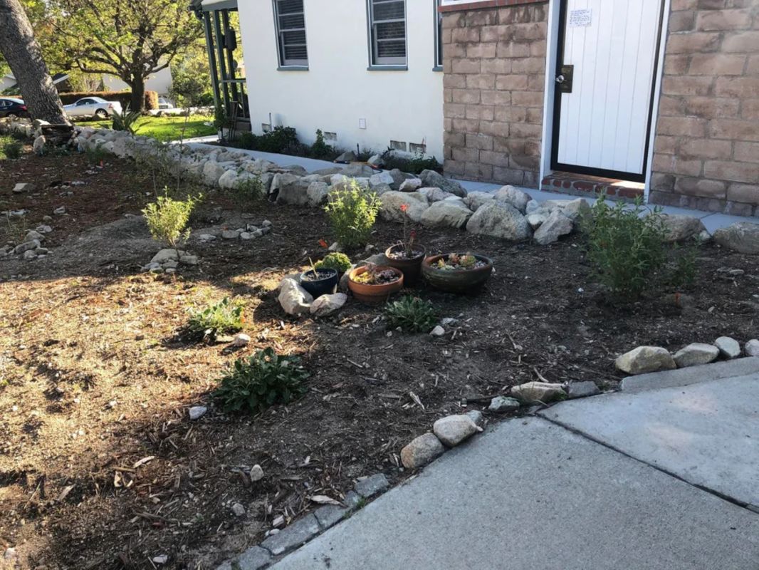 ca native garden with native plants before after