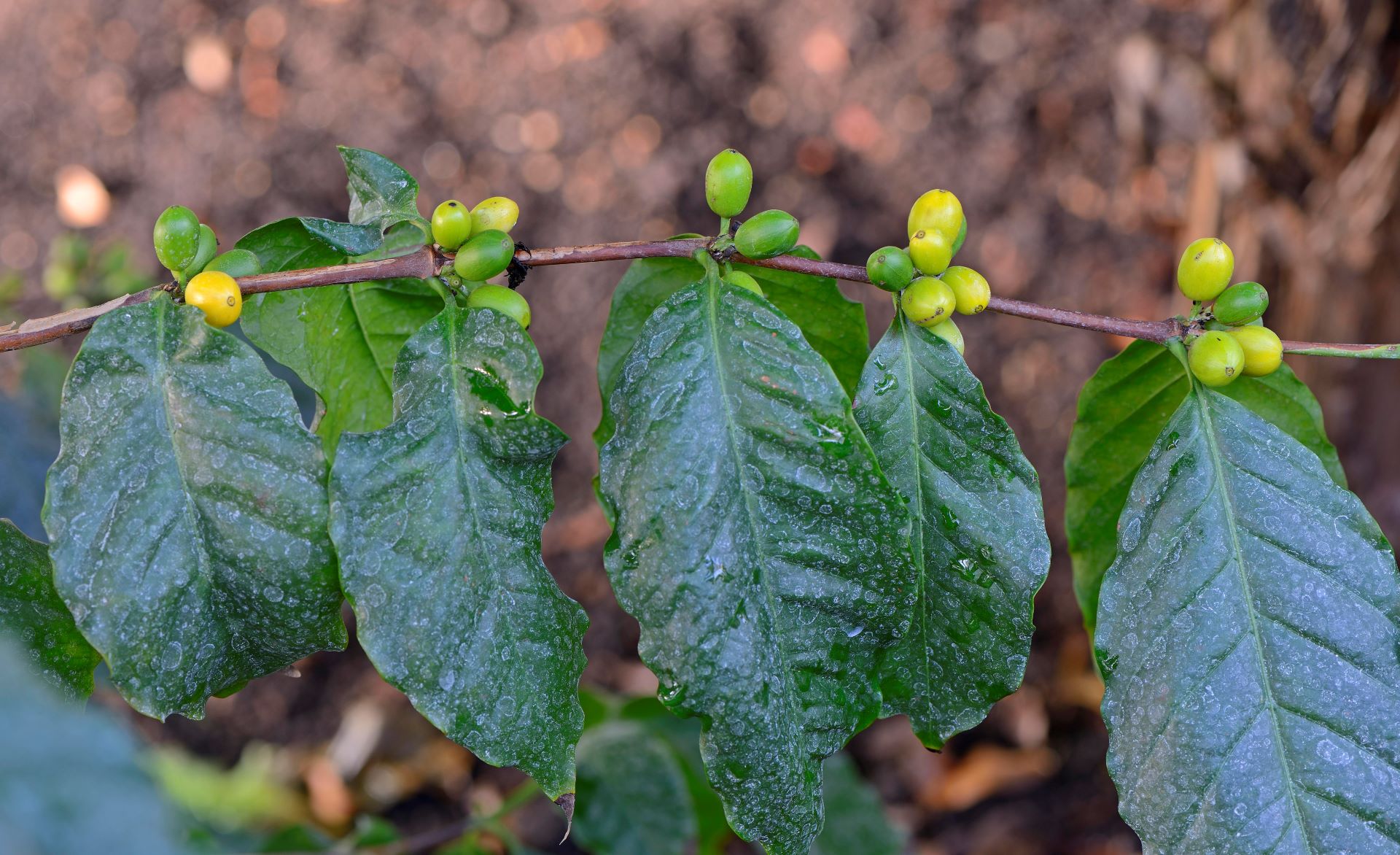 heat-resistant coffee in Sierra Leone