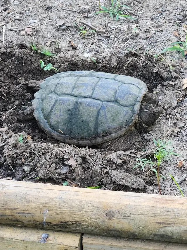 Homeowners baffled after making a strange discovery in their garden ...