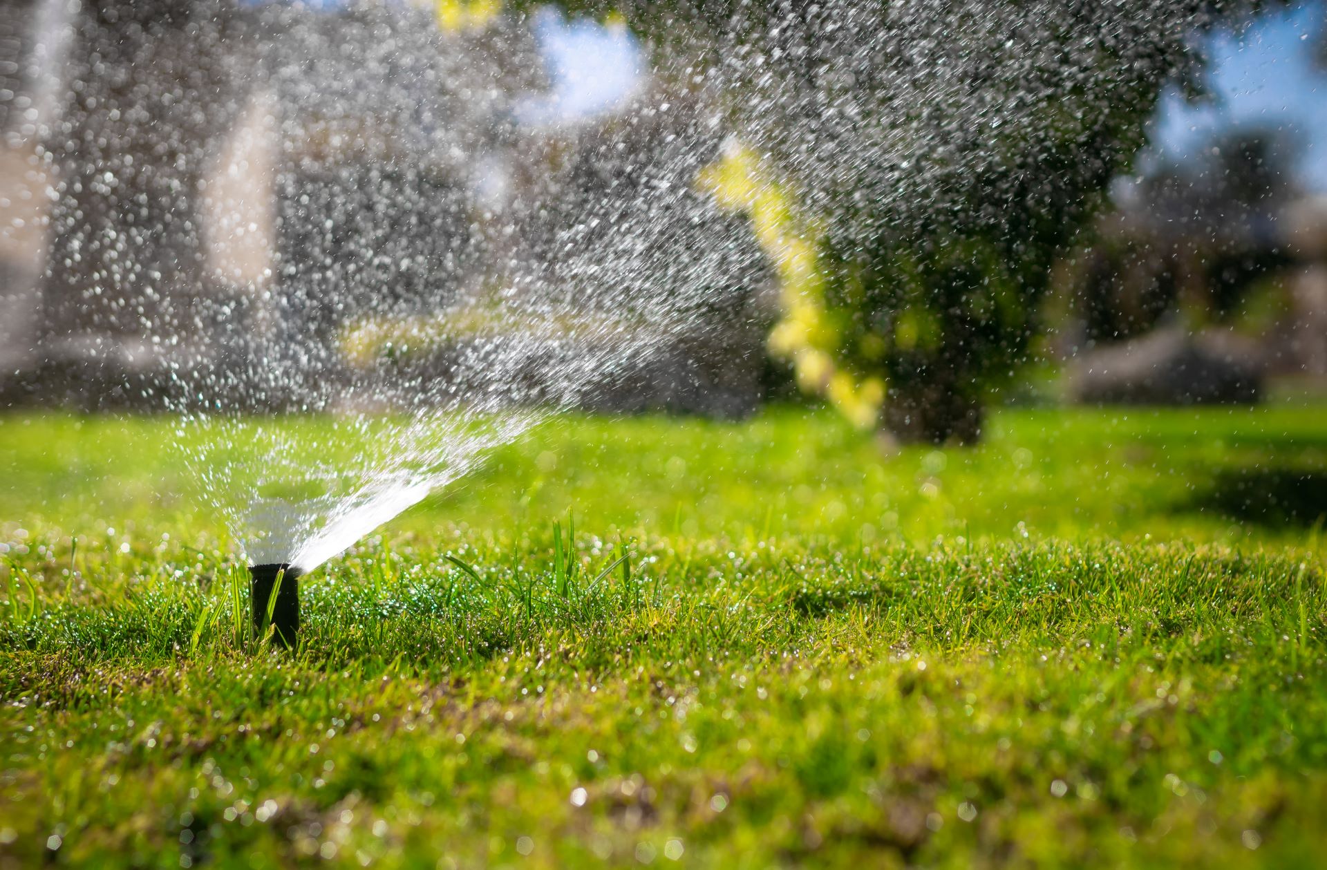 Overwatering on lawn, landlord dispute