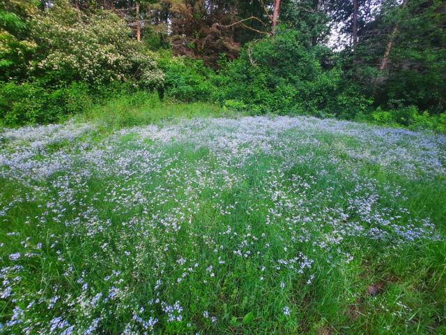 Forget-me-nots flowers, Progress photos after giving up their lawn mower