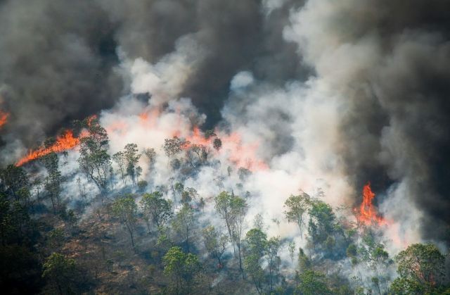 Global Forest Watch