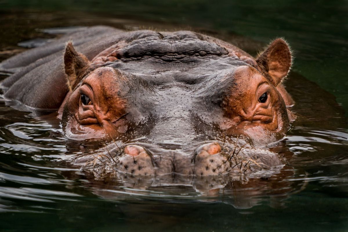 Colombia's 'cocaine hippo' issue