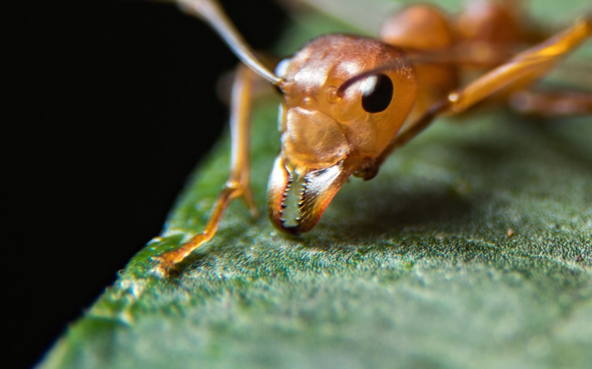 apocalyptic fire ant crisis in Australia