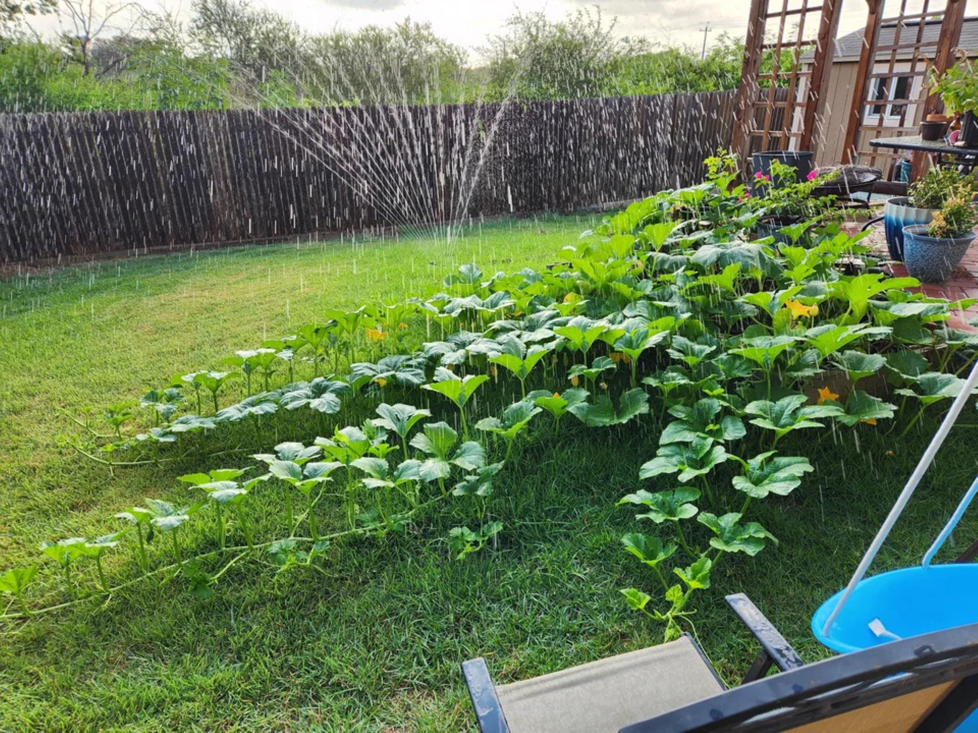 Big pumpkin vines taking over yard