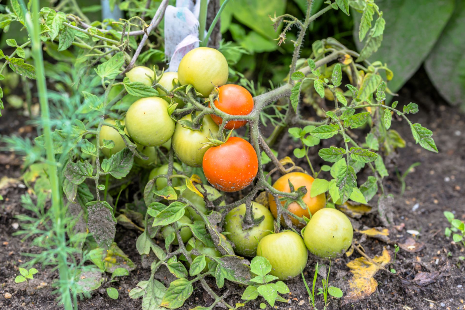 scientists-discovered-a-game-changing-tomato-that-can-beat-rot-and