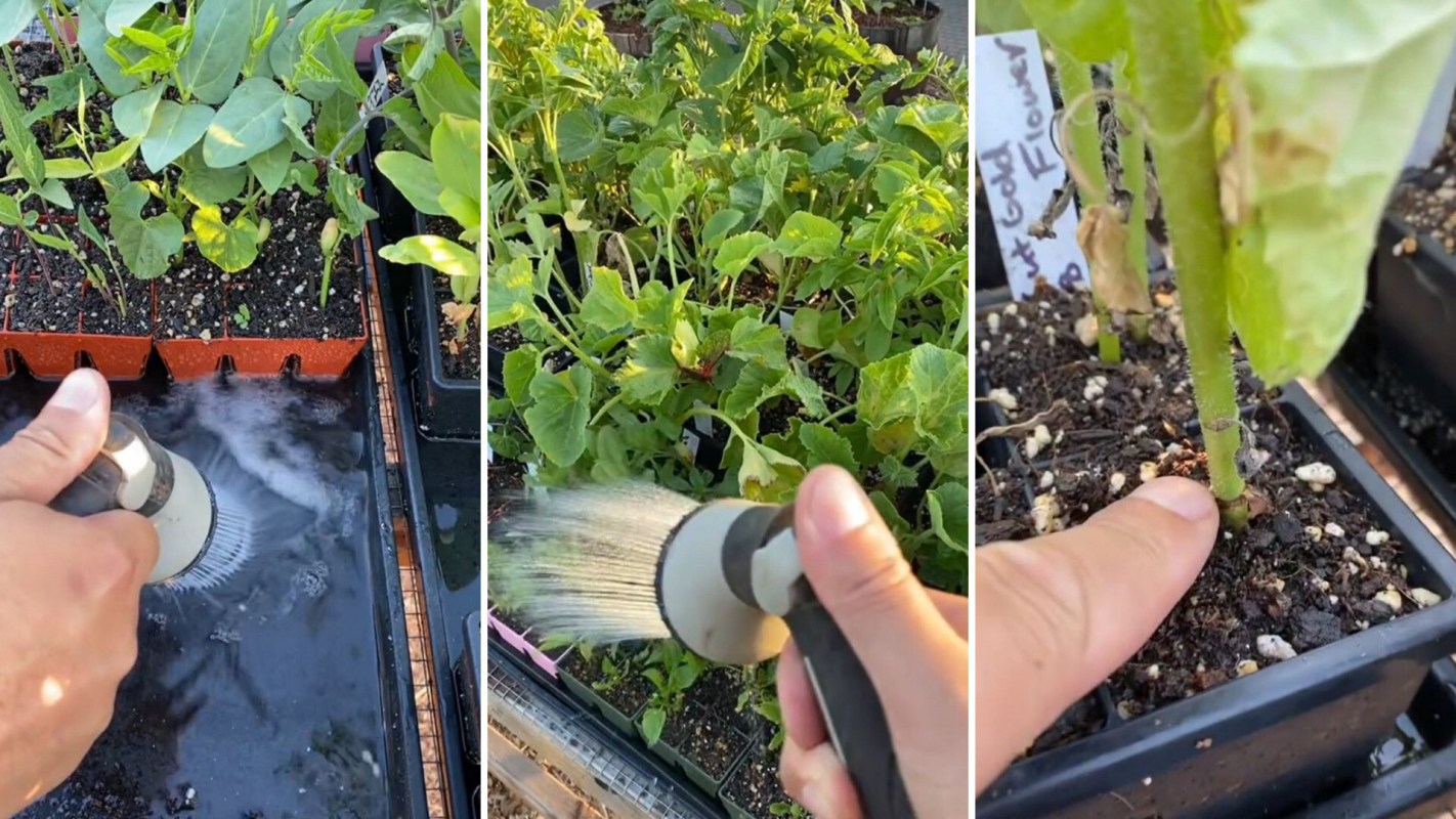 Expert gardener shares the easiest and most effort-free way to water your seedlings
