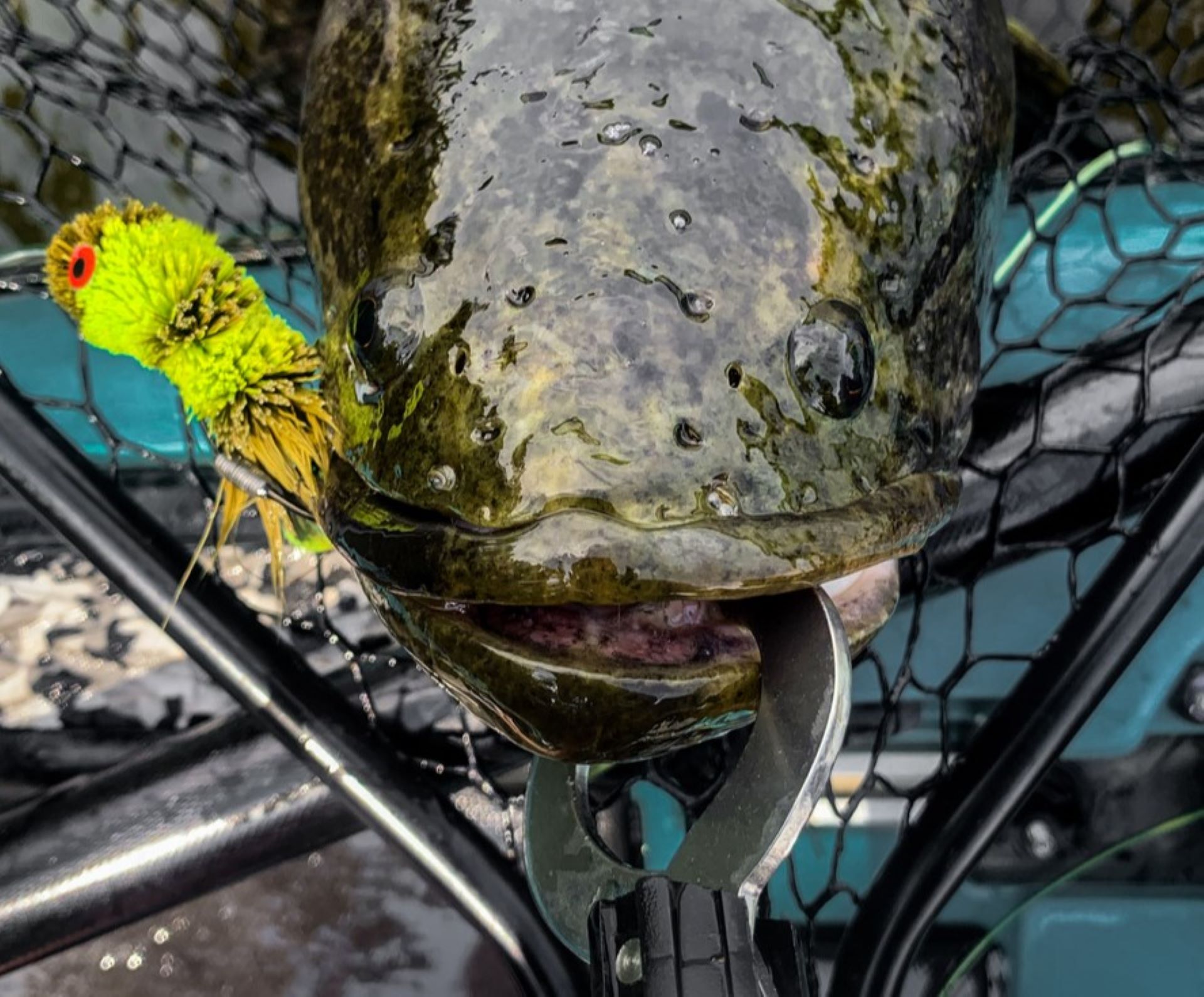 Northern snakehead, invasive species