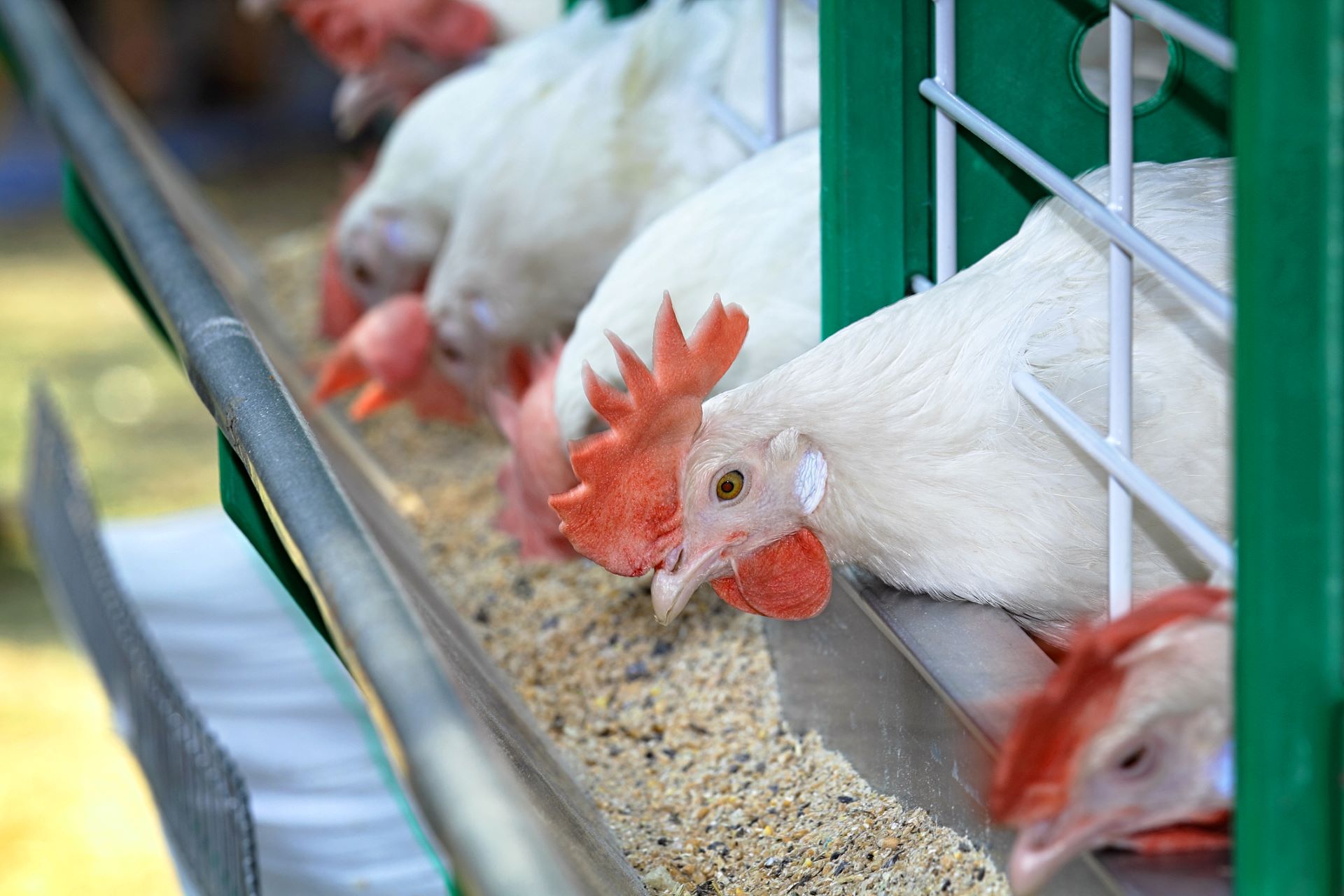 Researchers discover new method for feeding chickens that could transform the poultry industry: '[A] go-to solution globally'