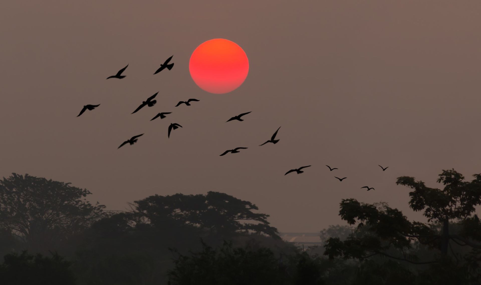 Scientists sound the alarm over dramatic loss of 3 billion birds in