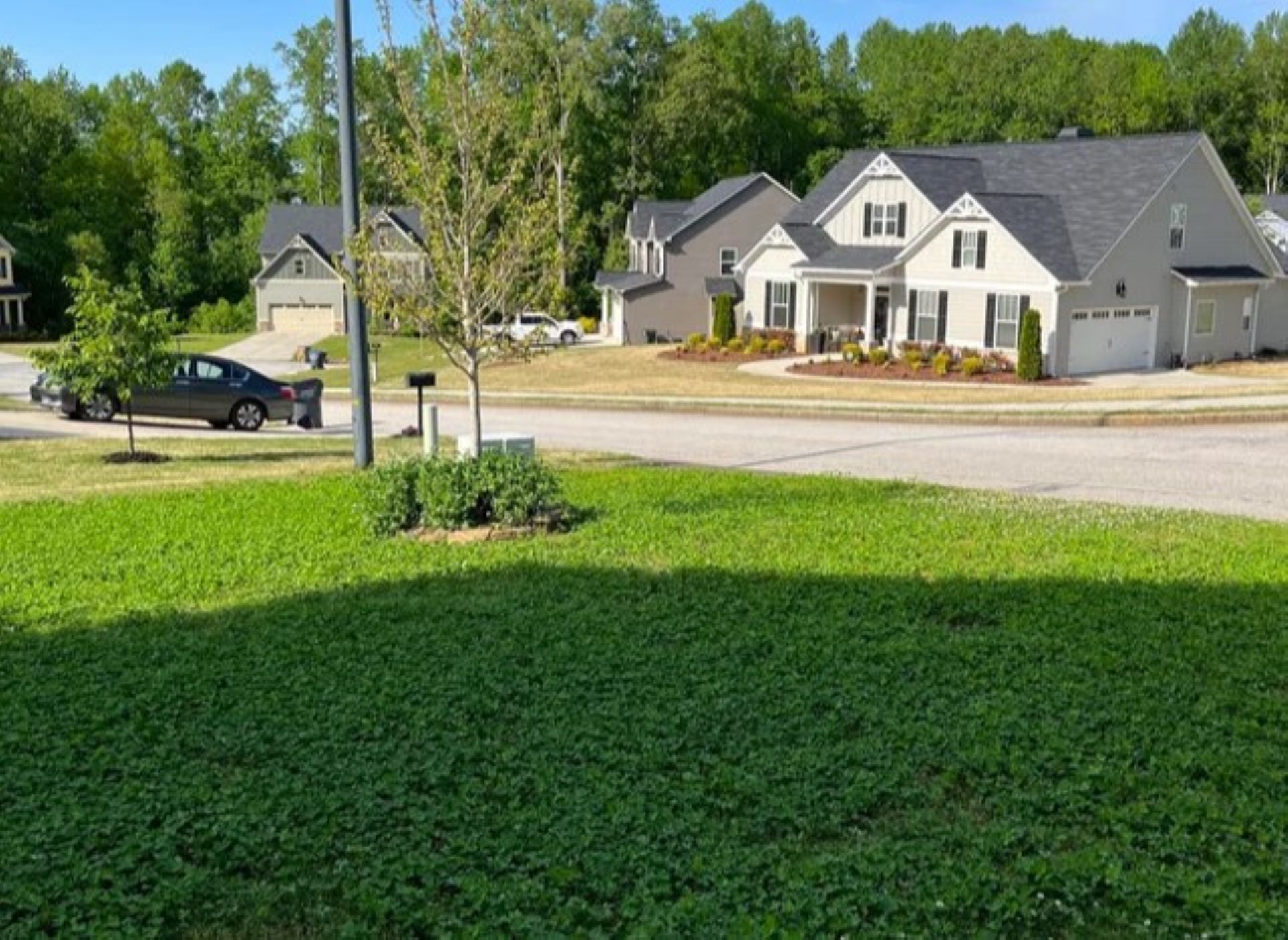 before-and-after Clover lawn, unconventional yard