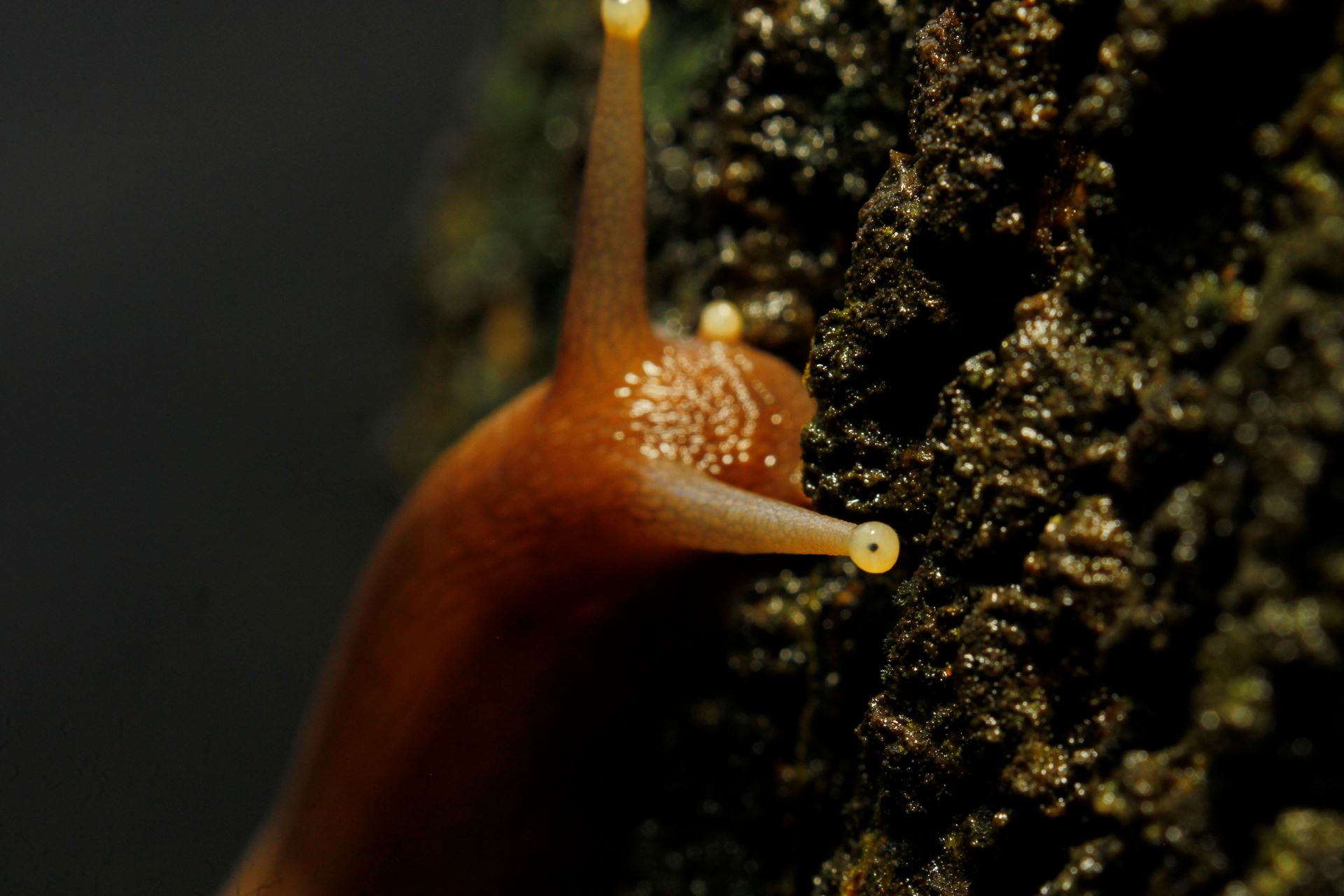 Giant land snail, African land snails