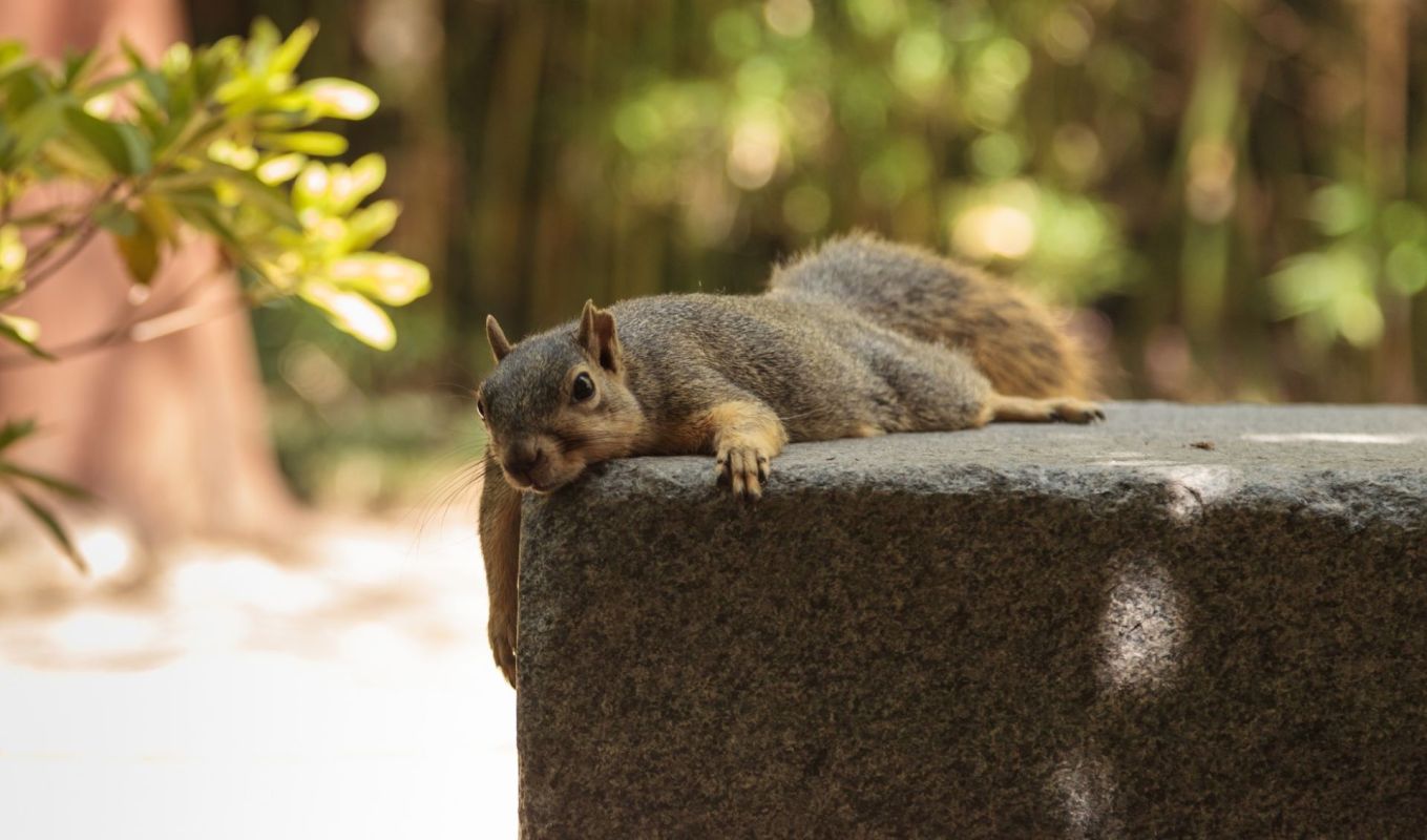 Splooting behavior happening with squirrels across America