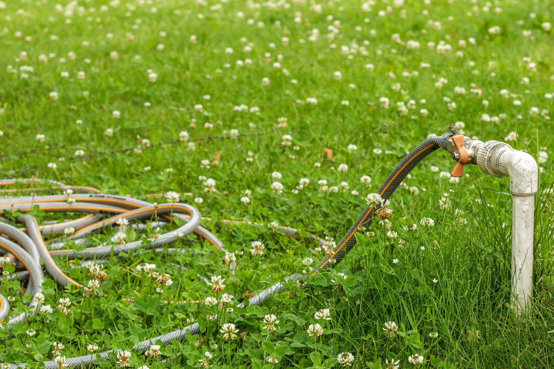 Money-saving clover lawn