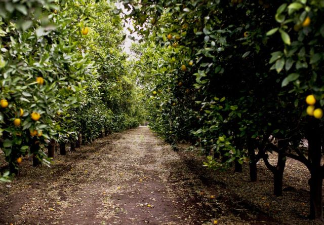 Florida faces historic crisis greening disease, Orange grove