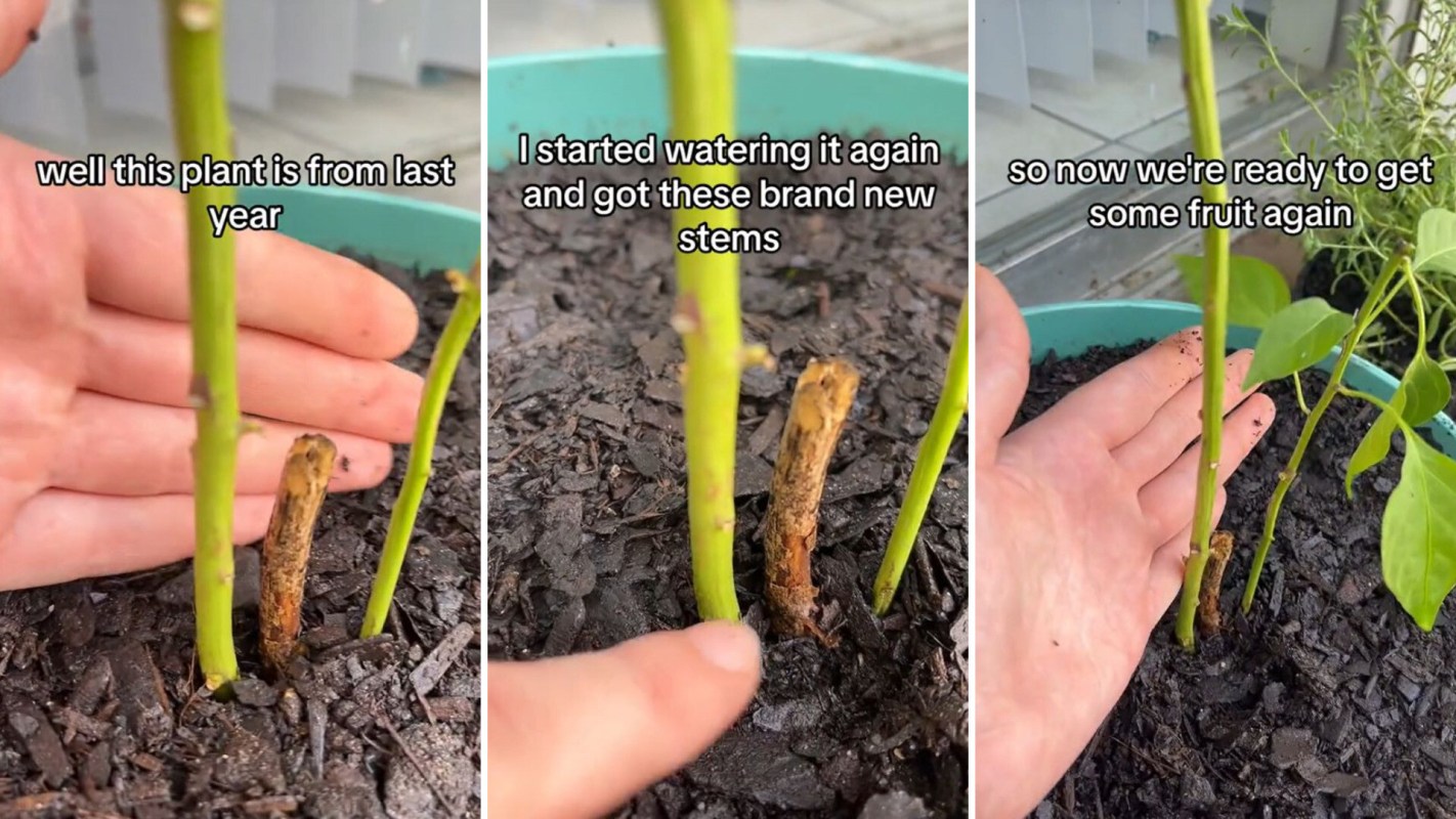 Homegrown pepper plant, gardening hack, overwintering method
