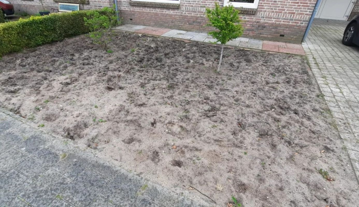 No-lawn transformation, Photos after transforming their neglected lawn