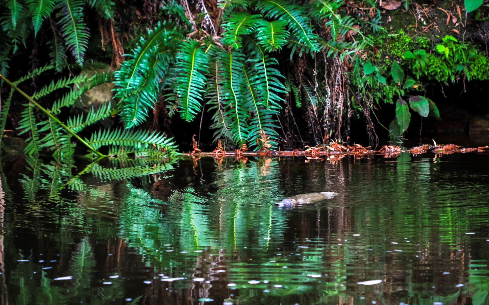 Dramatic comeback of platypuses