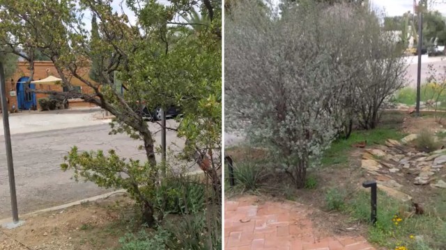 native plant garden, transforming lawn