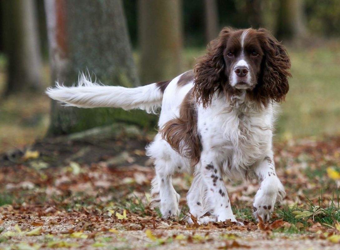 Dog trained to sniff out great crested newts