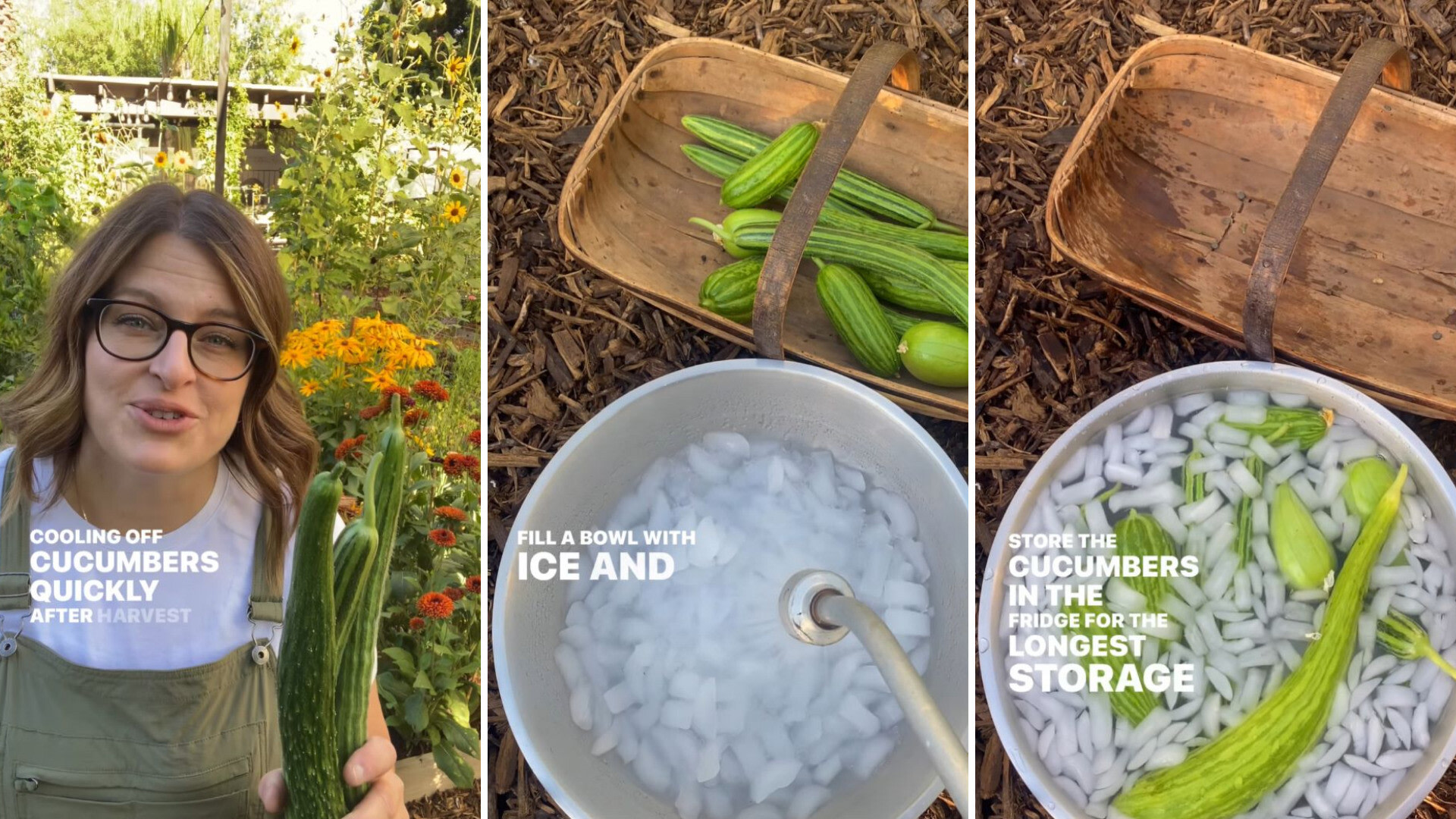 Home gardener shares unbelievably simple hack for making cucumbers last longer