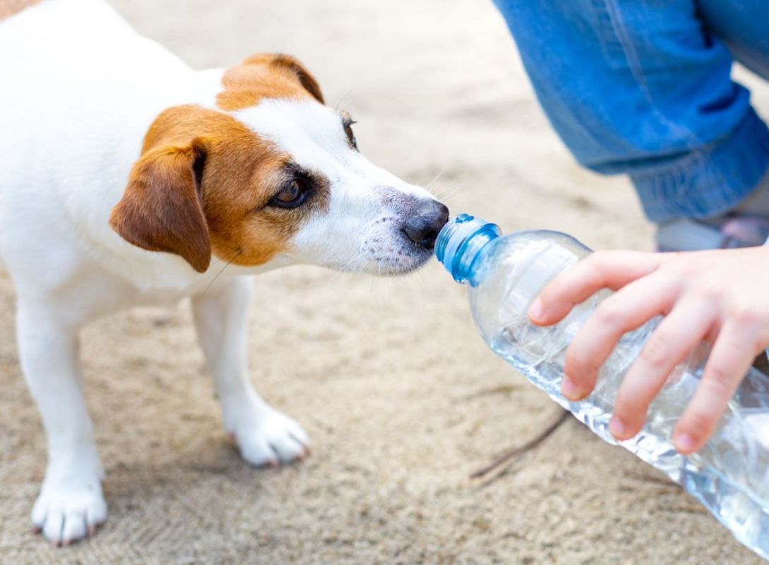 Heat exhaustion in dogs