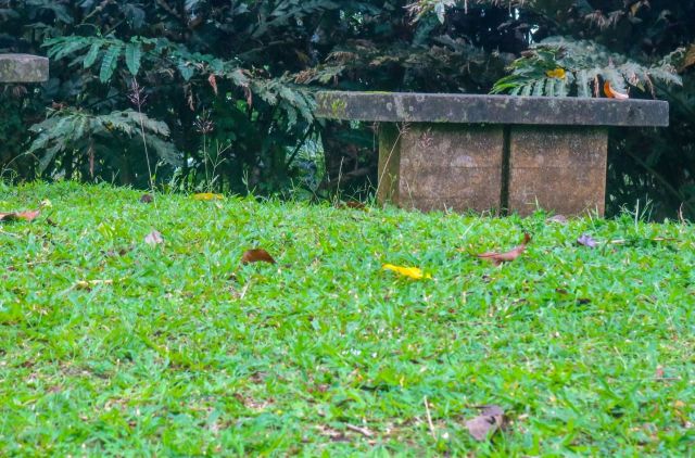 'Awful' side-by-side lawn care photo