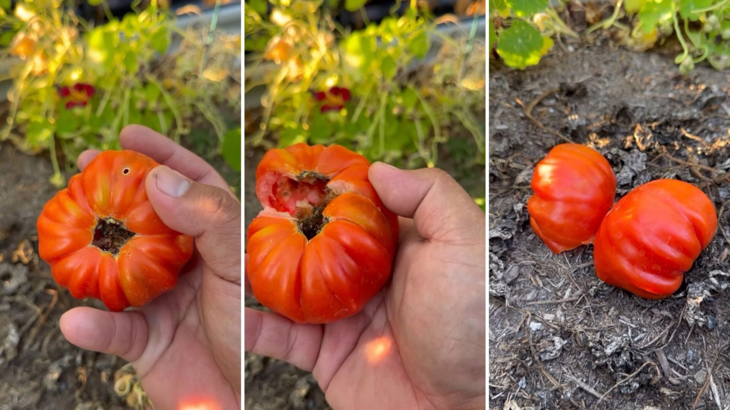 Gardener shares 'brilliant' hack for repurposing 'bad' tomatoes