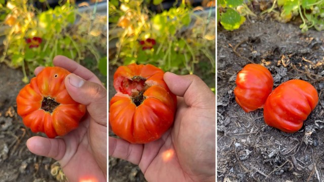 Gardener shares 'brilliant' hack for repurposing 'bad' tomatoes