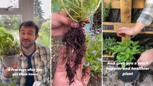 Gardening expert explains why some store-bought plants die so easily