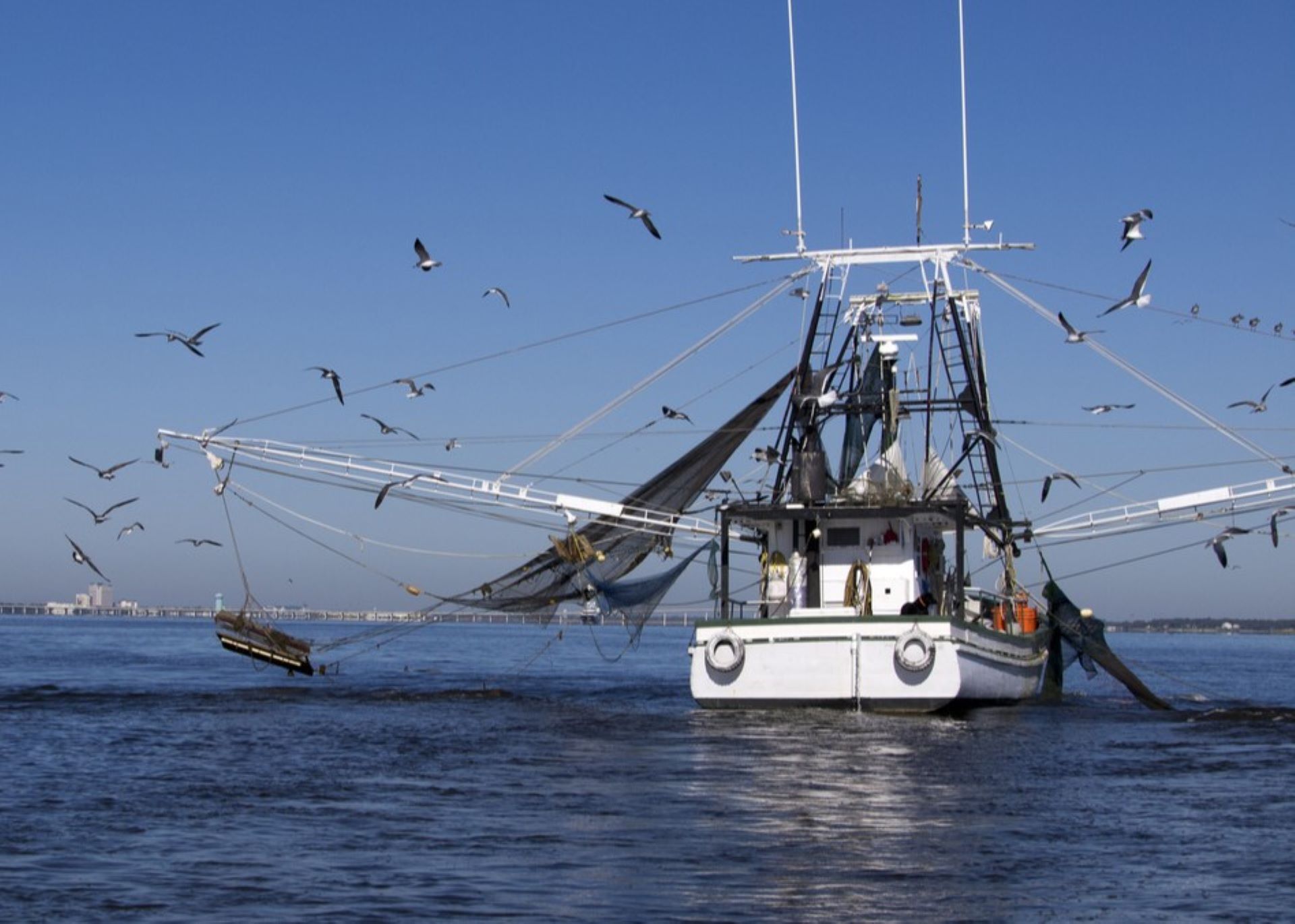 Effect of microplastics on whales