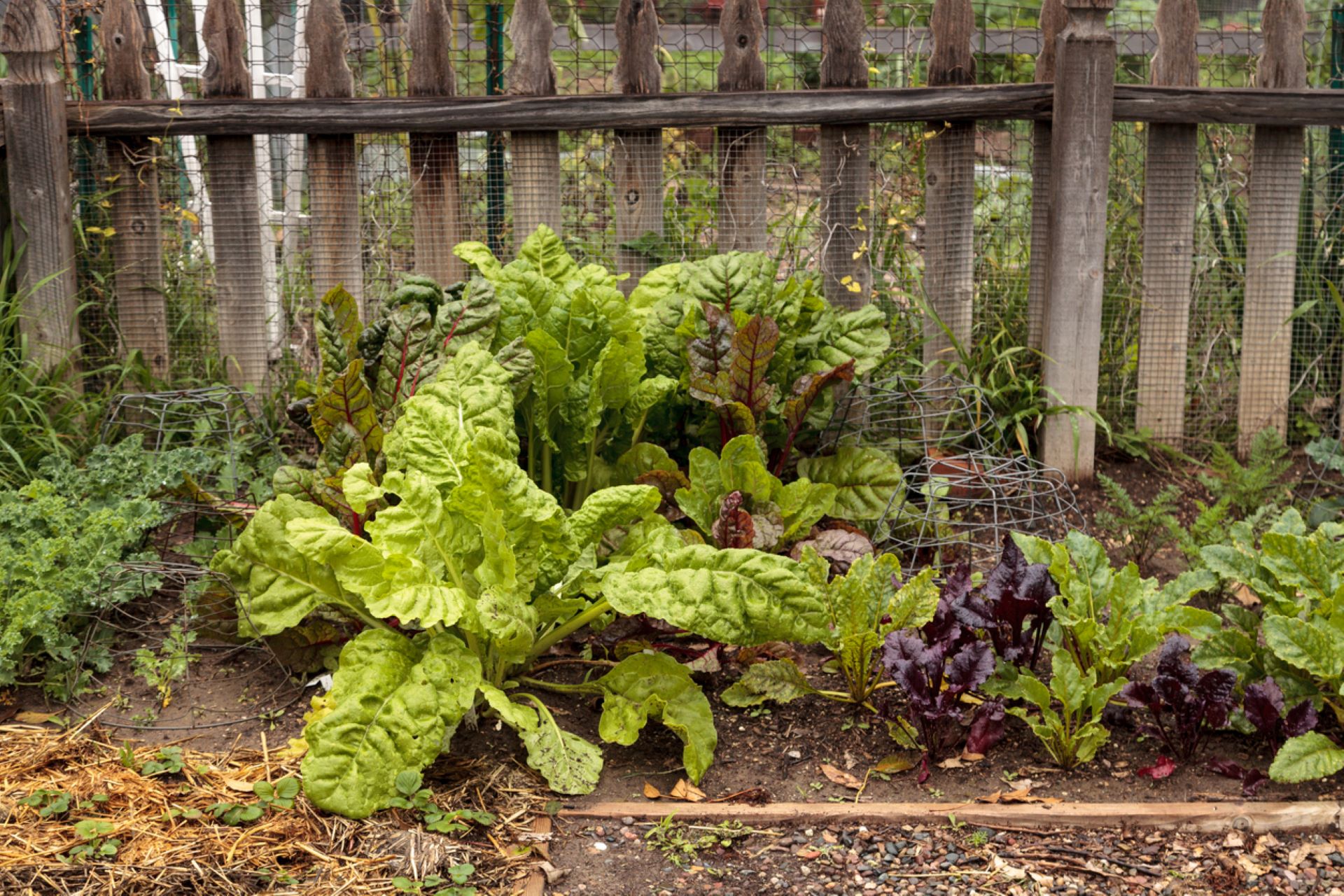 HOA tries to force homeowner to ruin their established garden