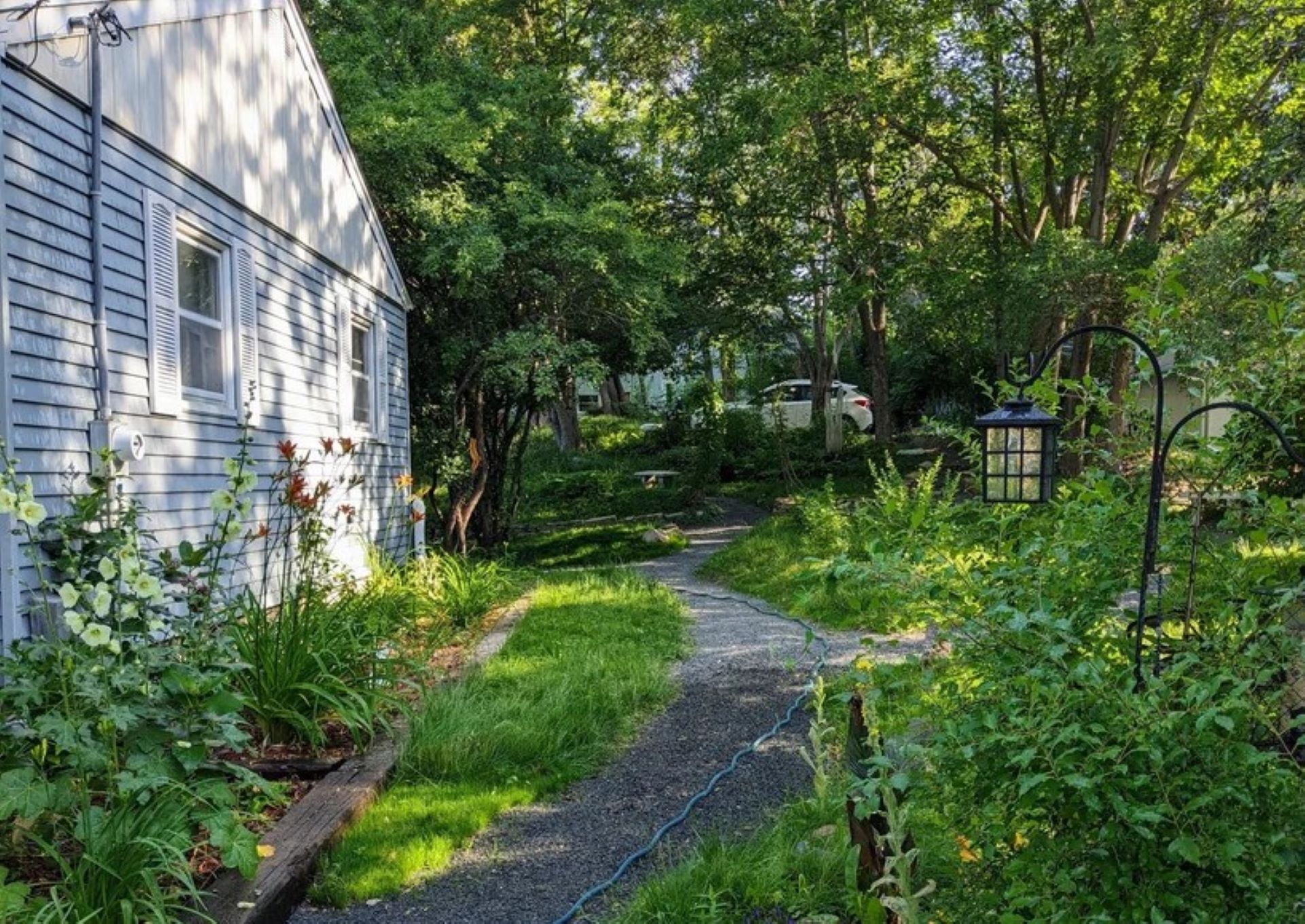 Rewilded lawn photos, Shire'-style lawn they used to replace their grass