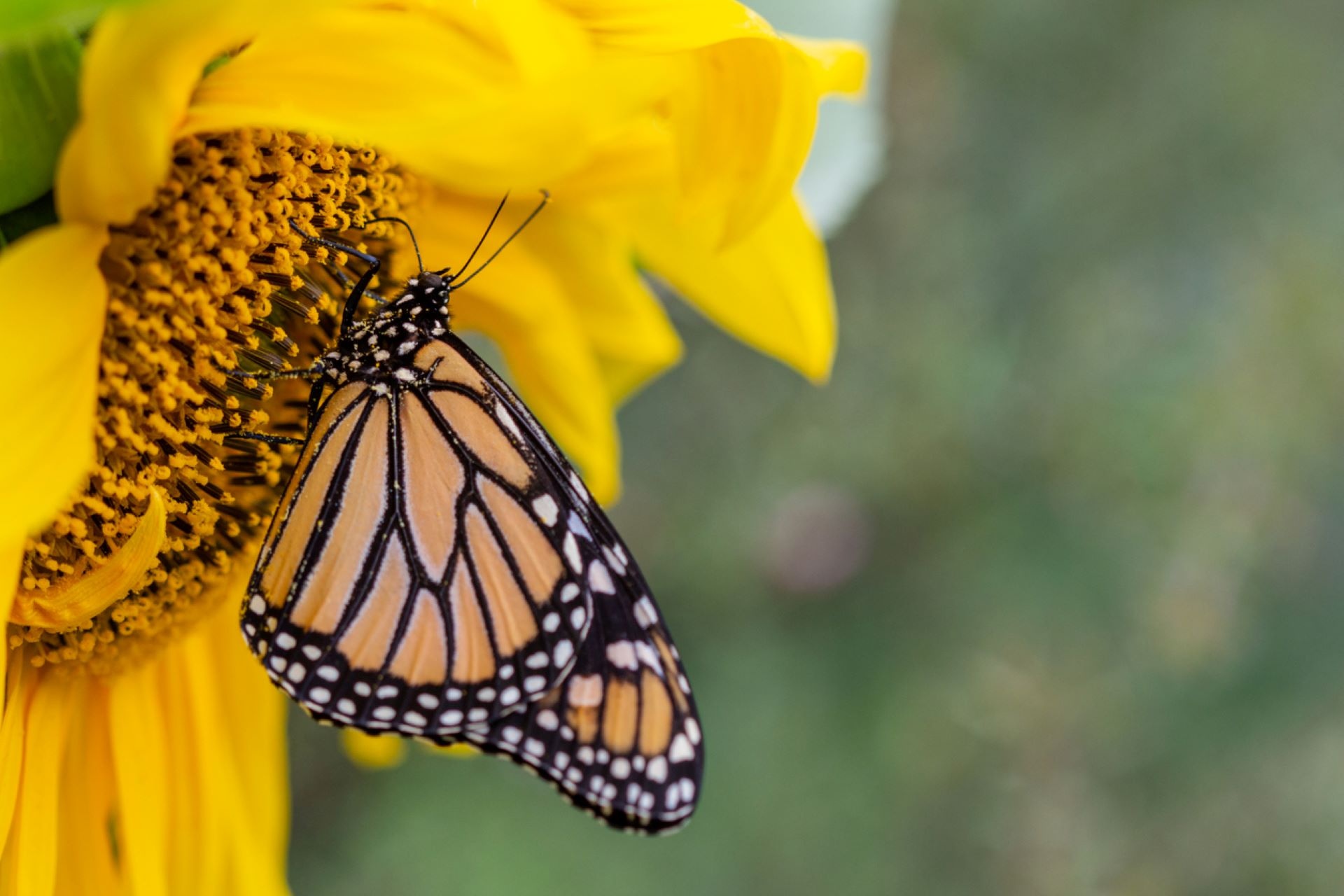 Stunning ‘butterfly oasis’ in backyard