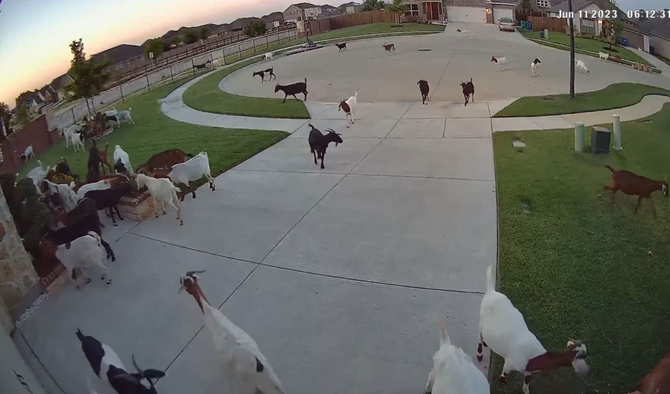 A McKinney, Texas, community used 500 goats to control nearby vegetation