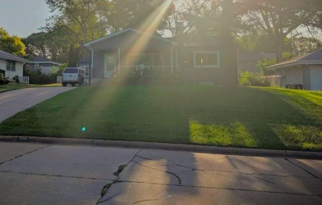 Rewilding lawn, Lawn after ripping up their grass