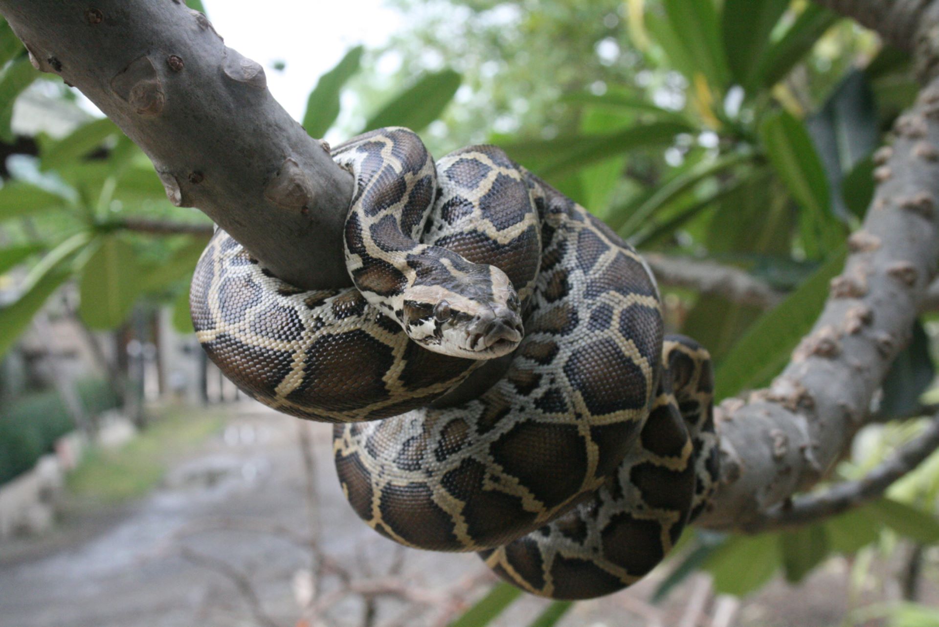 Burmese python