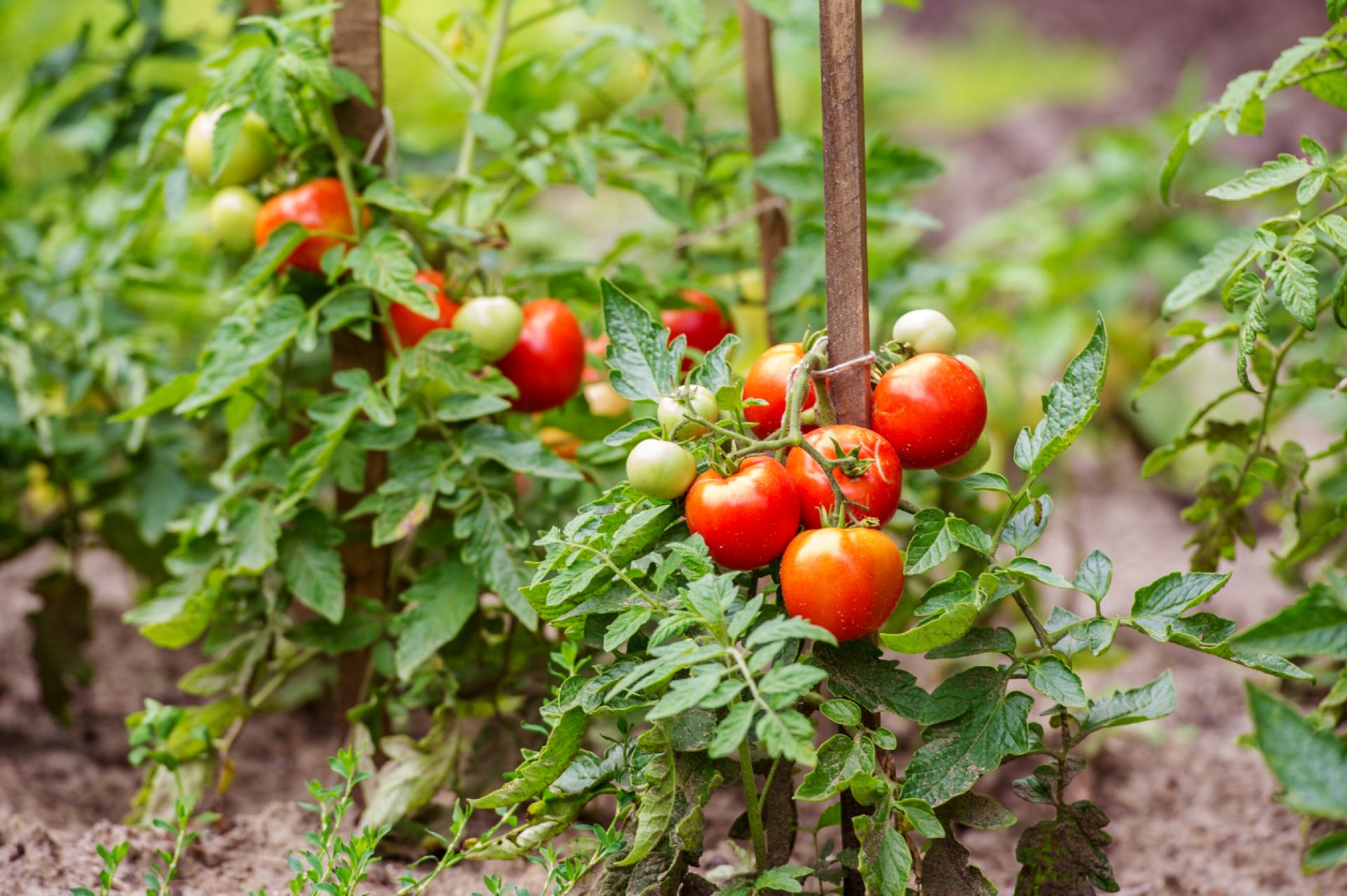 Gardening with tomato cages