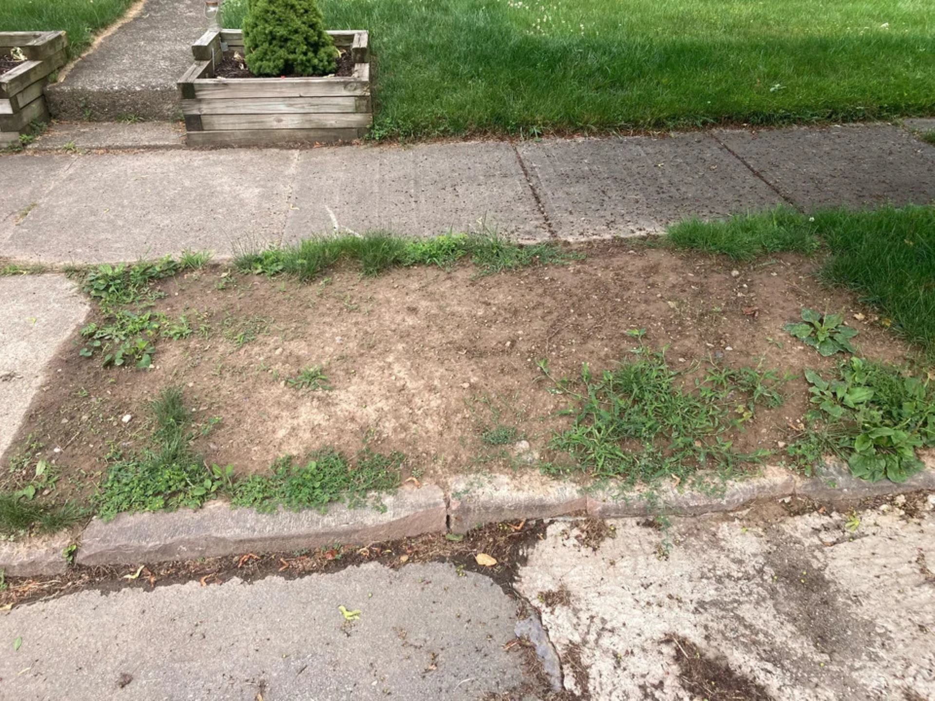 Native wildflower planting