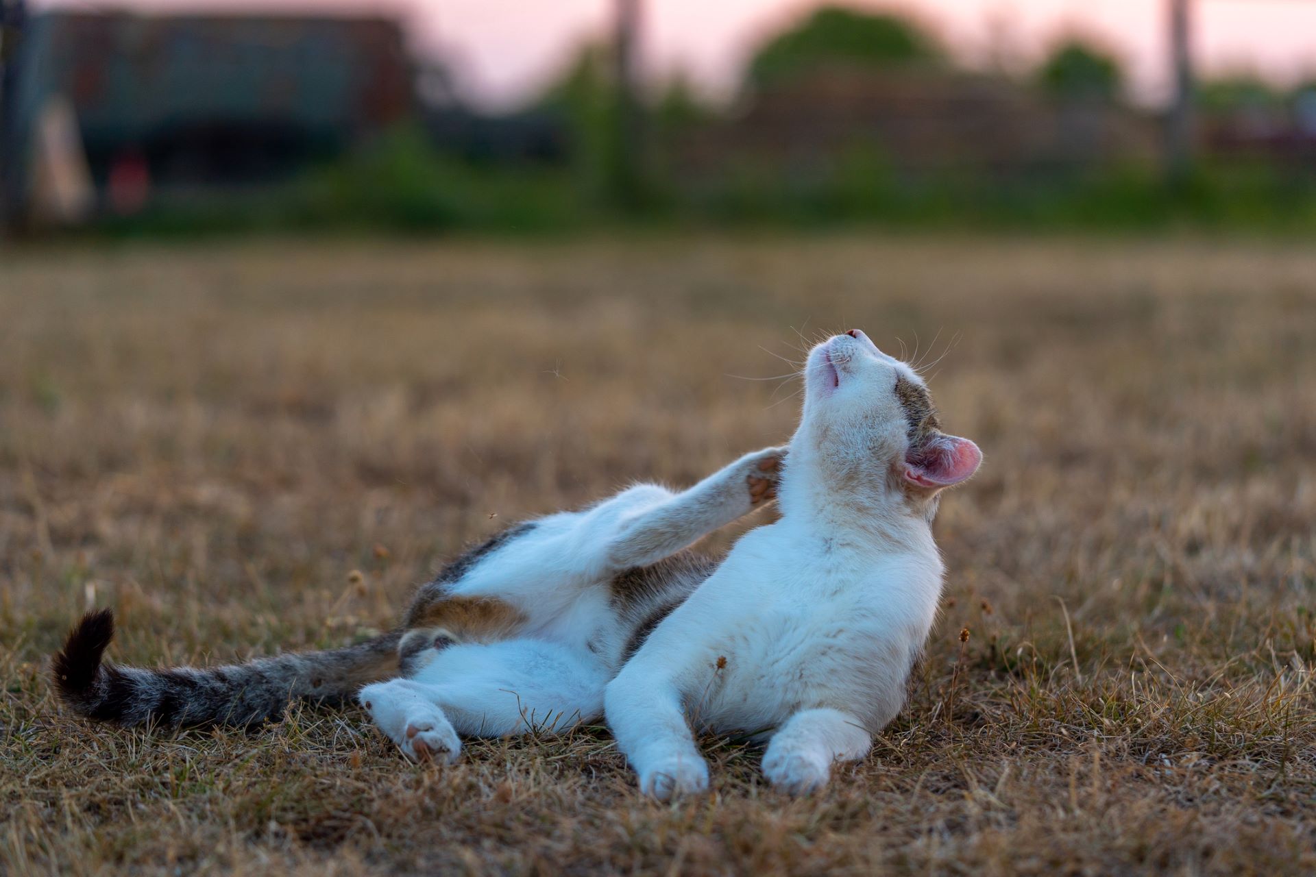 Toxoplasmosis, Domestic cat parasite