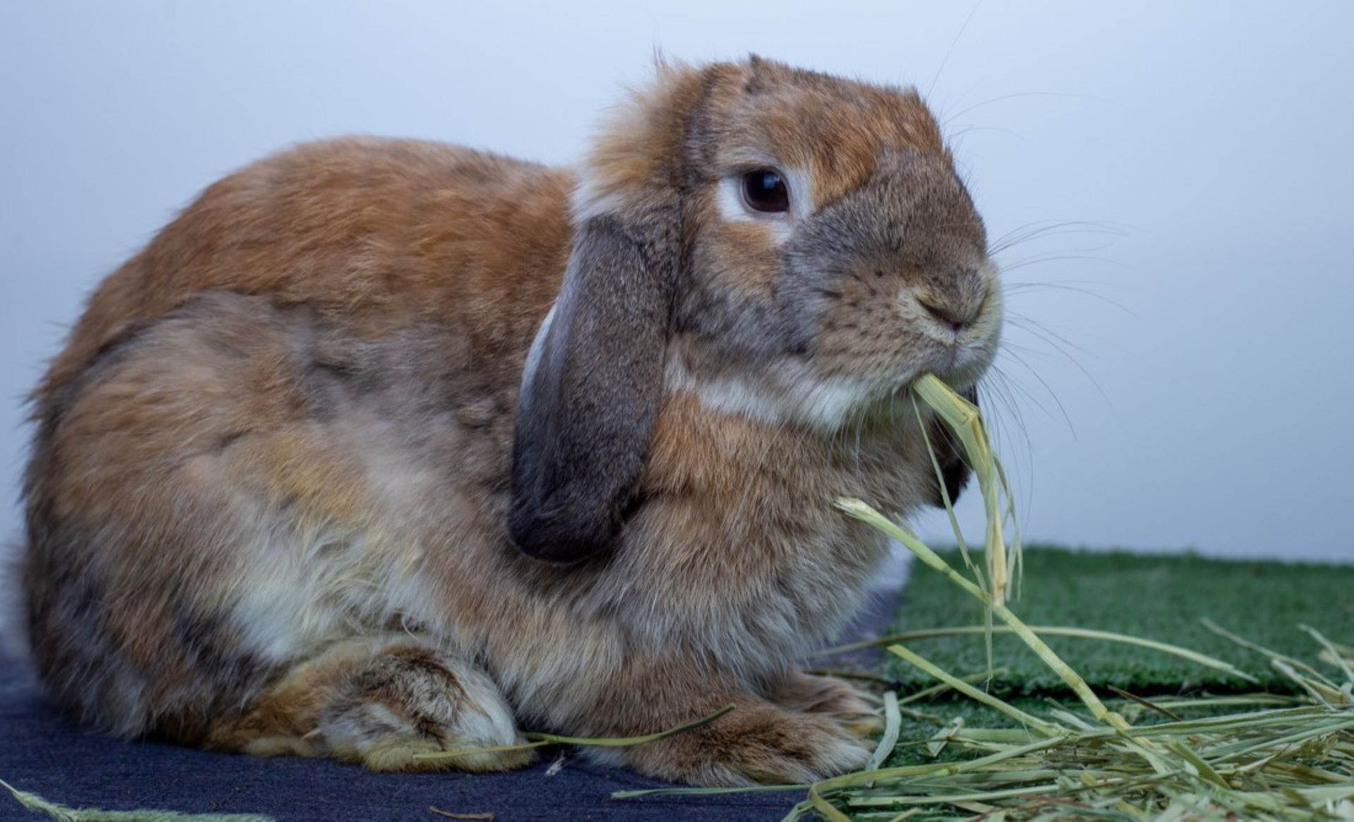 Wilton Manors finding new homes for domesticated rabbits