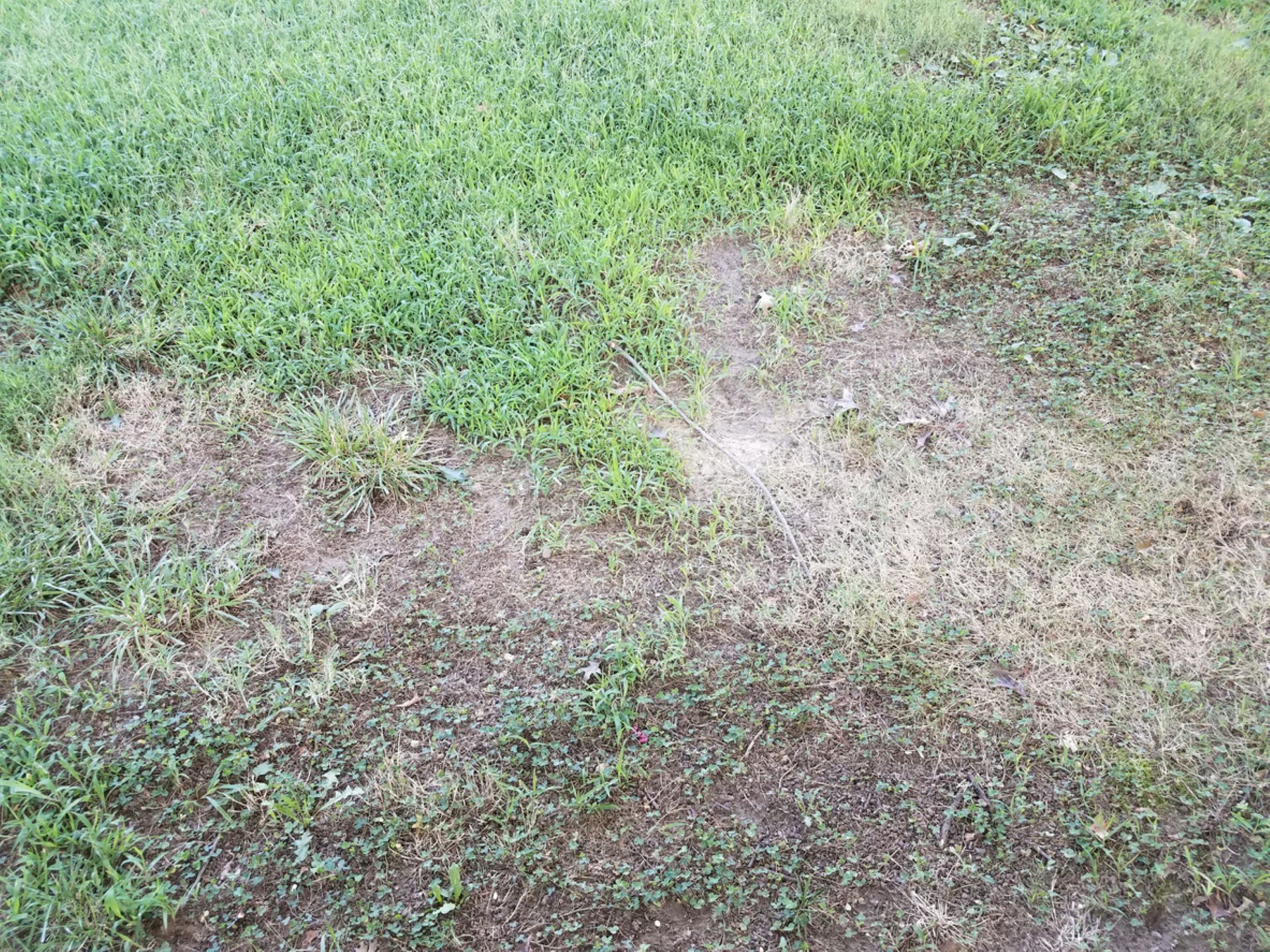 Microprairie, Lawn transformation