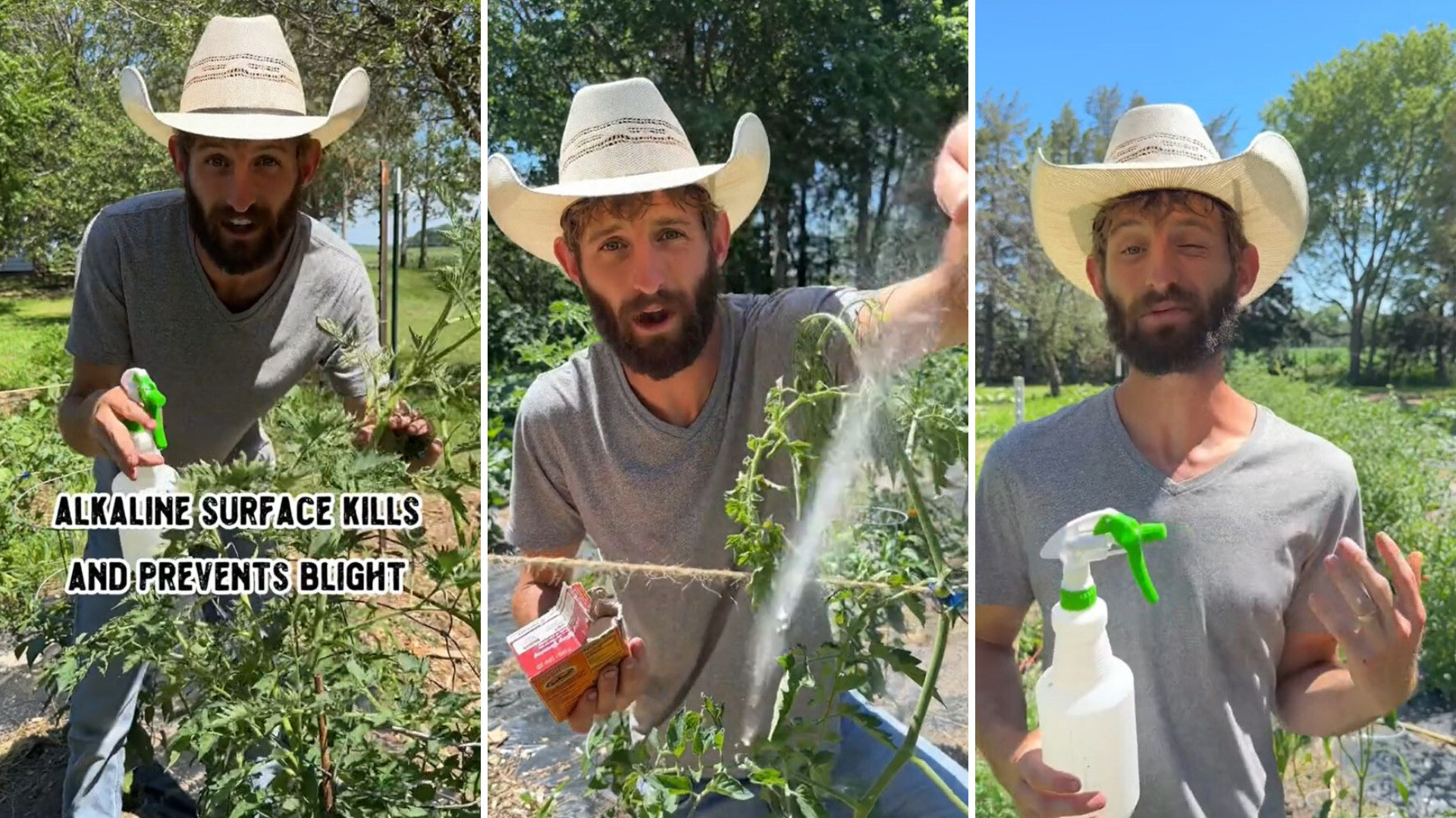 Baking soda hacks protect your tomato plants and benefit the environment