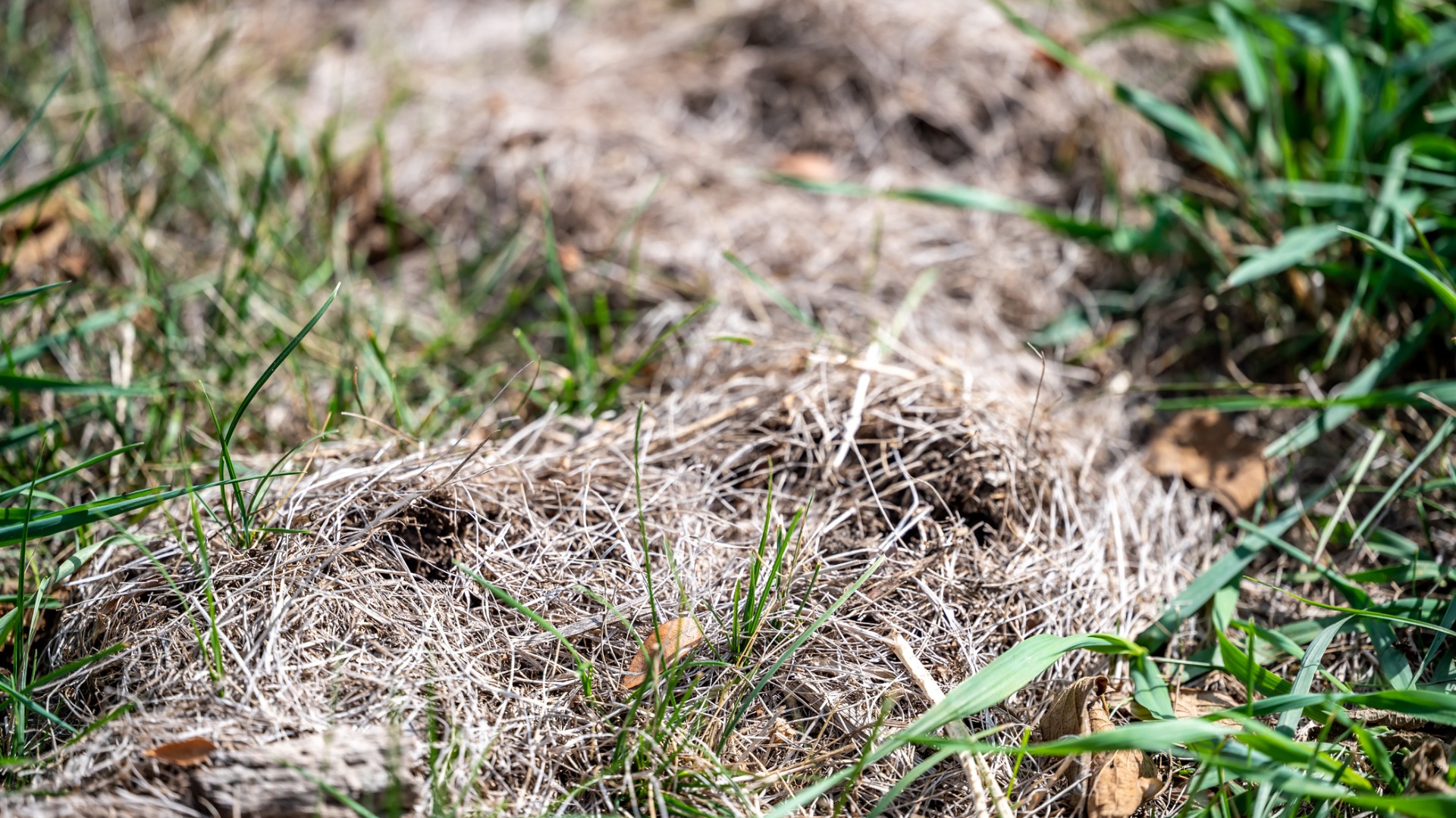 Progress replacing their lawn with native Australian plants