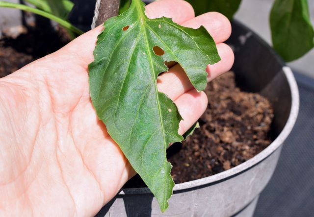 Culprit behind the holes in their tomatoes, plump hornworm